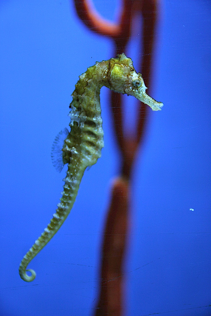 seahorse.jpg
