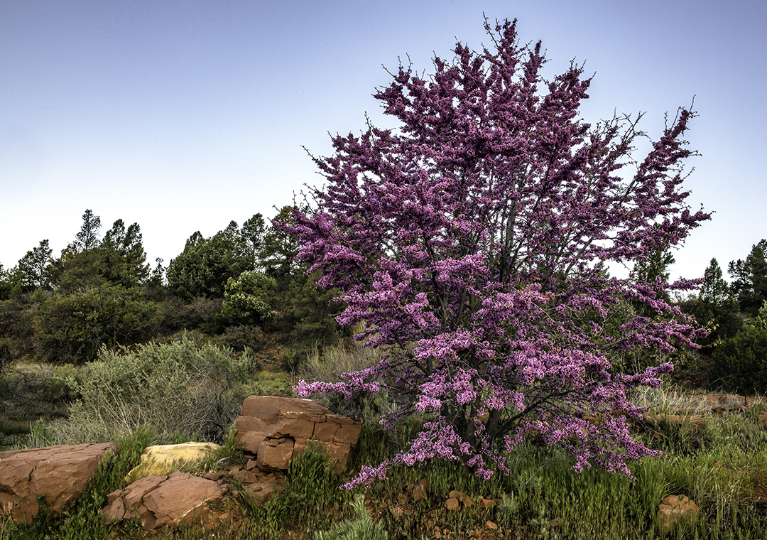 Sedona Redbud.jpg