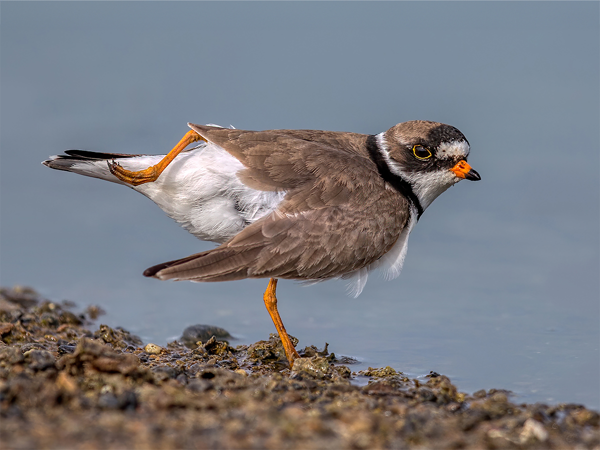 Semipalmated Plover.jpg