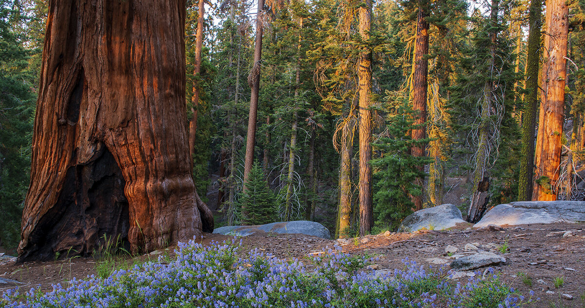 Sequoia and blue flowers (1 of 1).jpg
