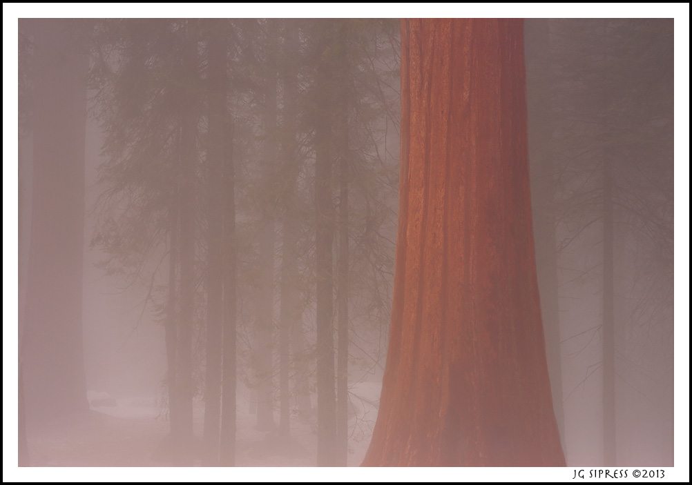 sequoia3.jpg