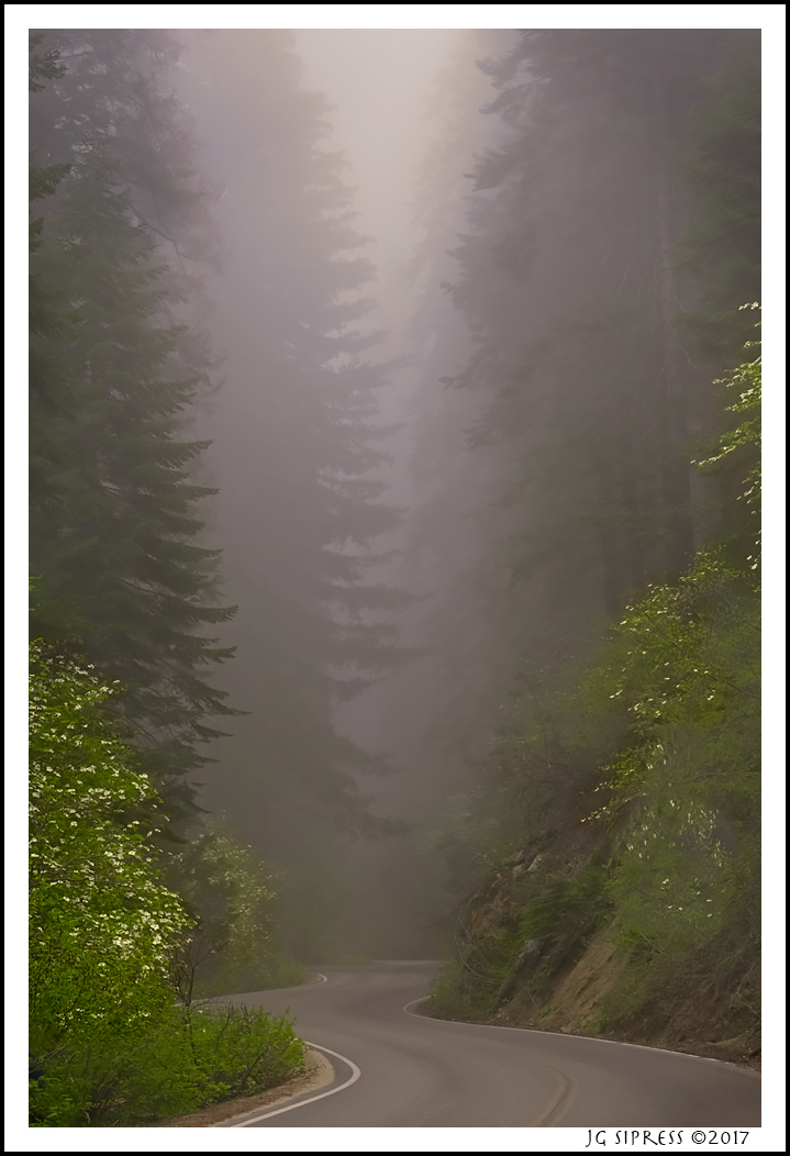 sequoiaroad1.jpg
