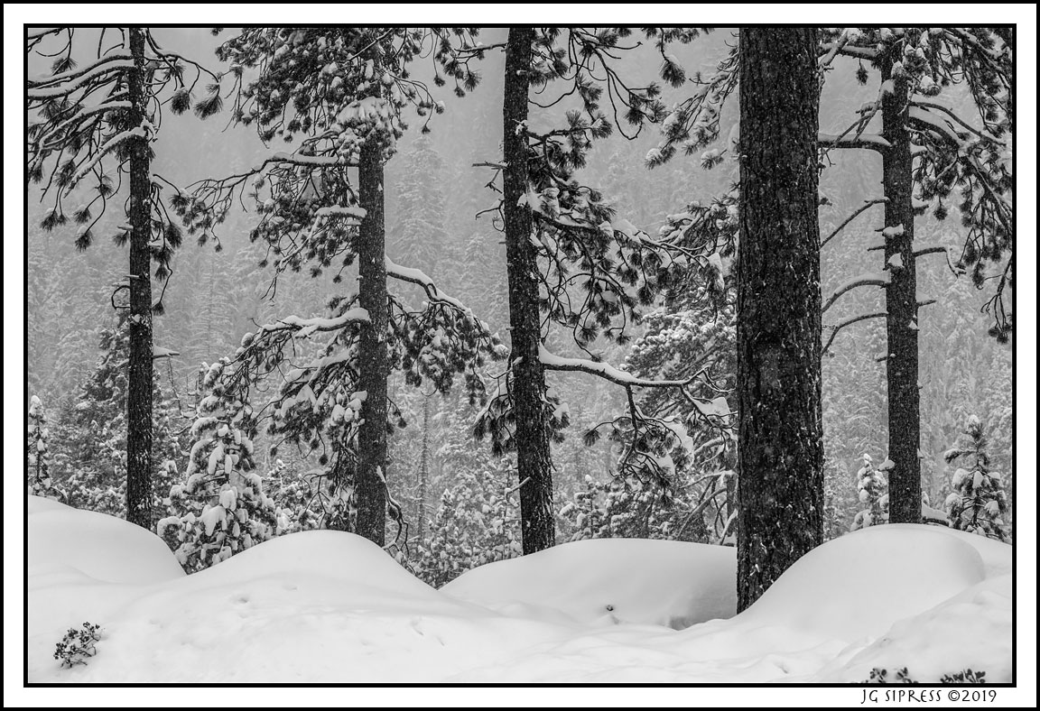 sequoiatreeesbw1.jpg