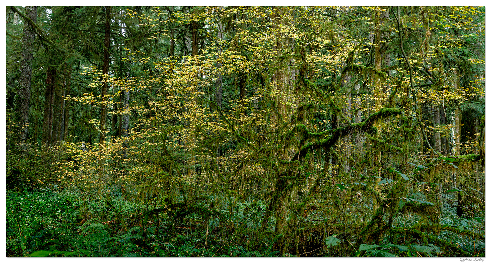 Maple Ridge | Focal World