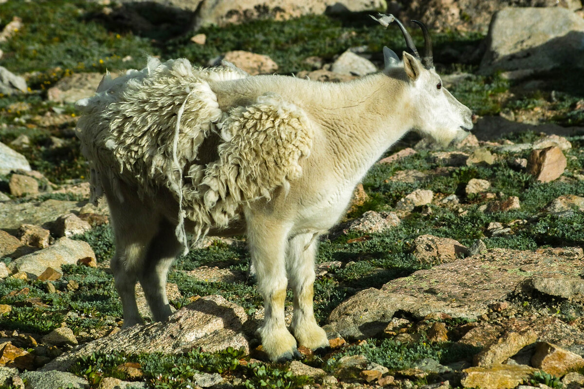 sheep-2.jpg