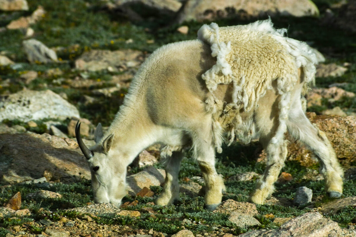 sheep.jpg