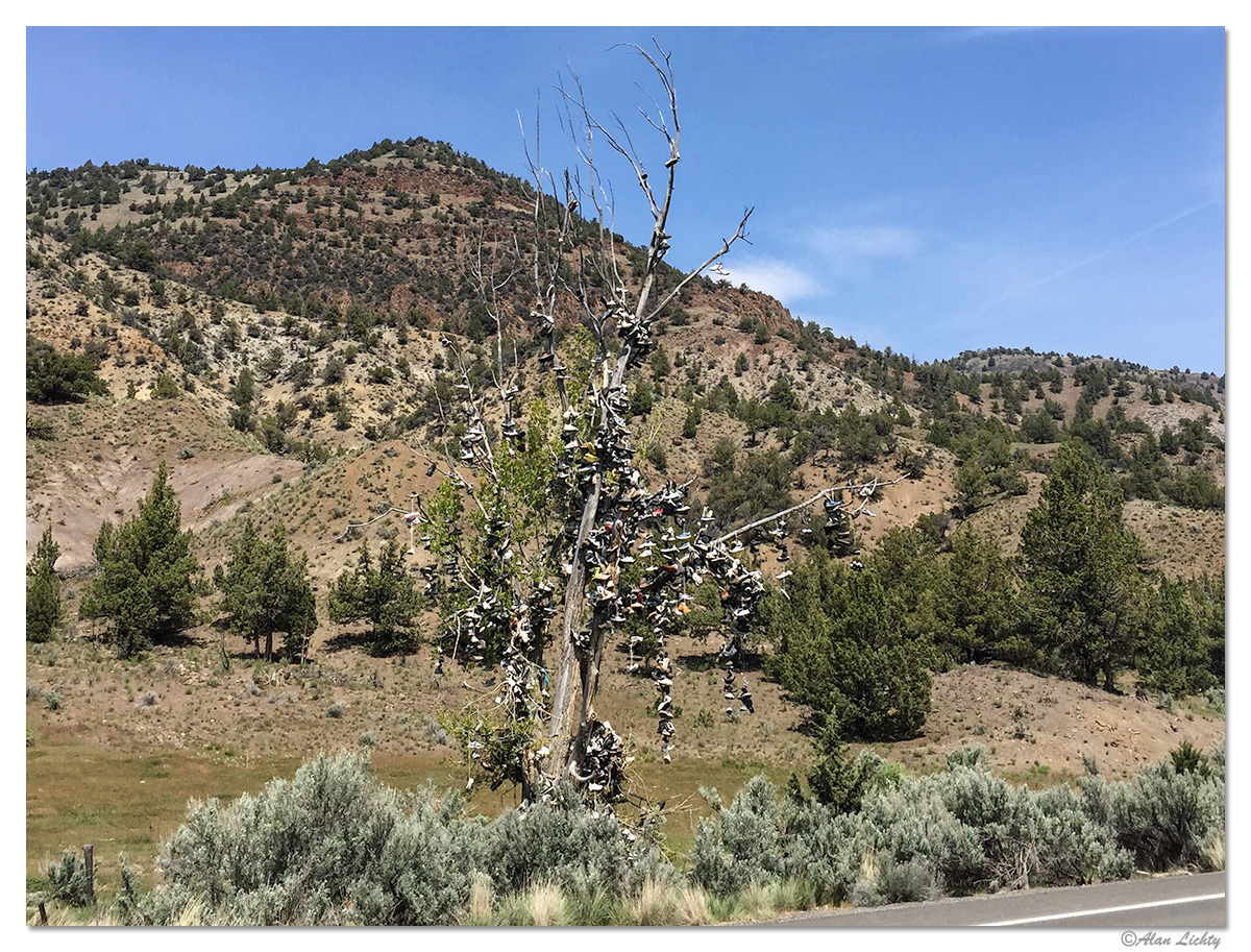 ShoeTree.jpg