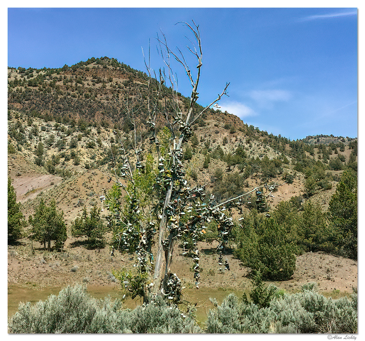 ShoeTree2.jpg