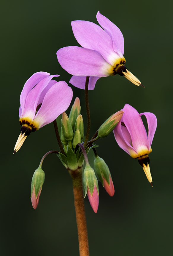 Shooting Star close-up II.jpg