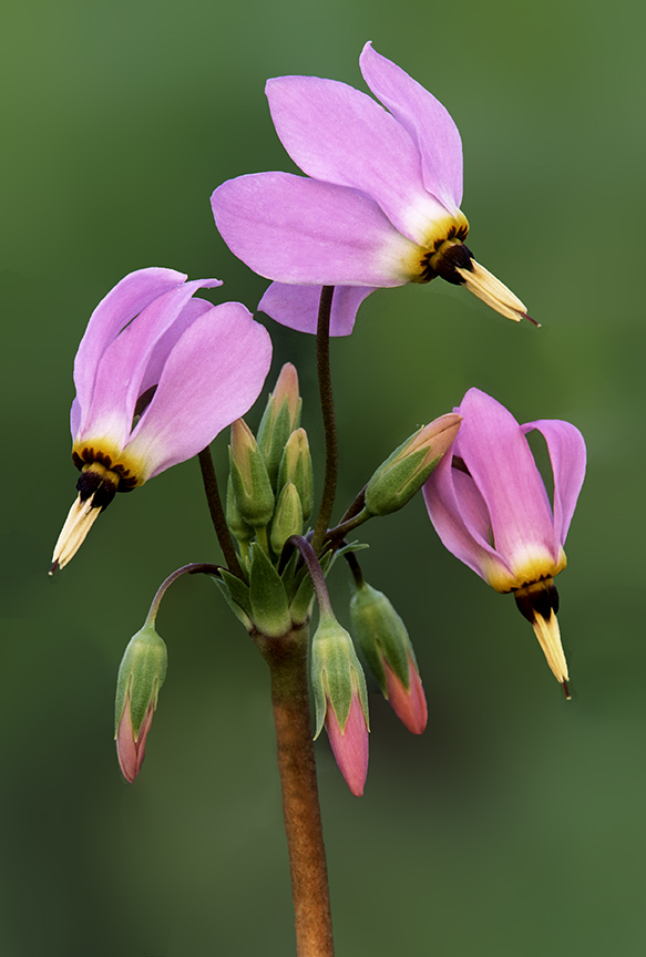 Shooting Star close-up.jpg
