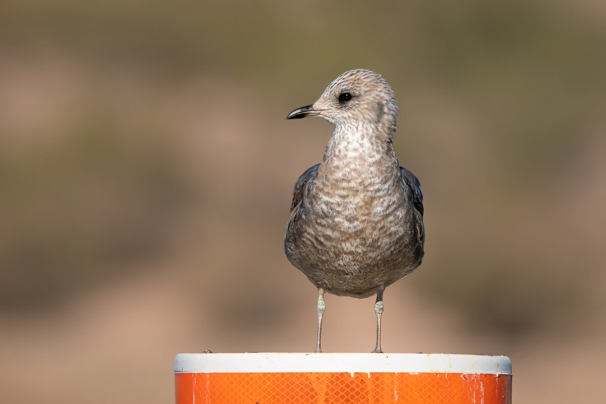 Short-billed Gull -9785-Edit.jpg