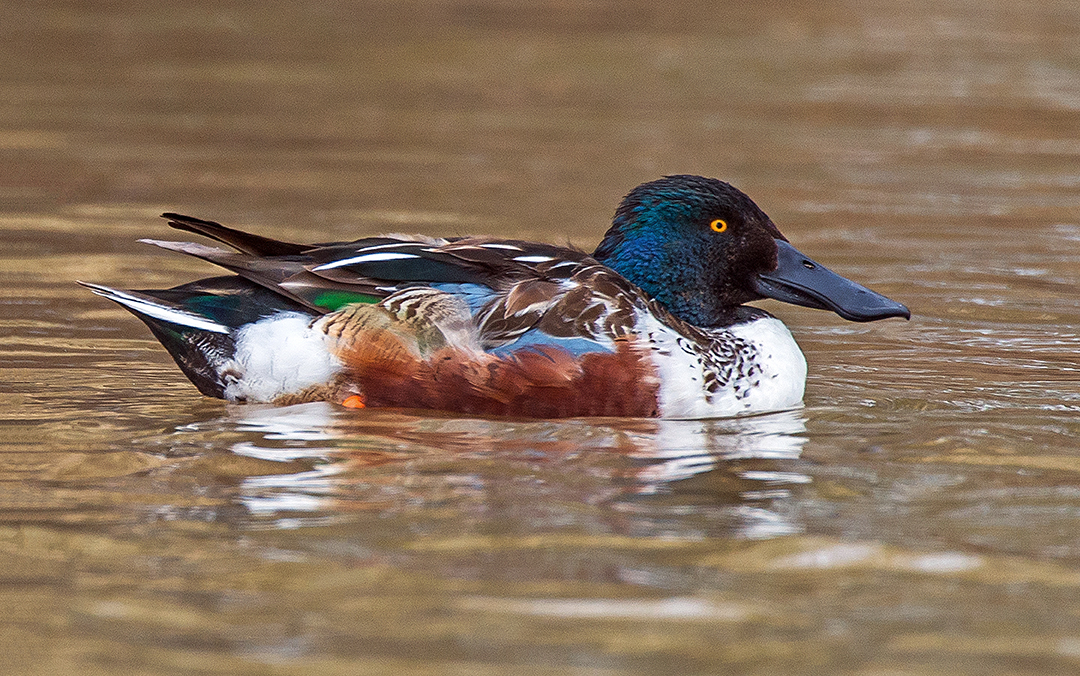 Shoveler II (1 of 1).jpg