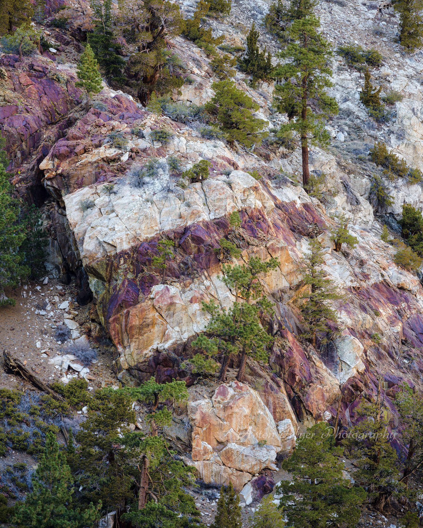 Showing Its Stripes.jpg