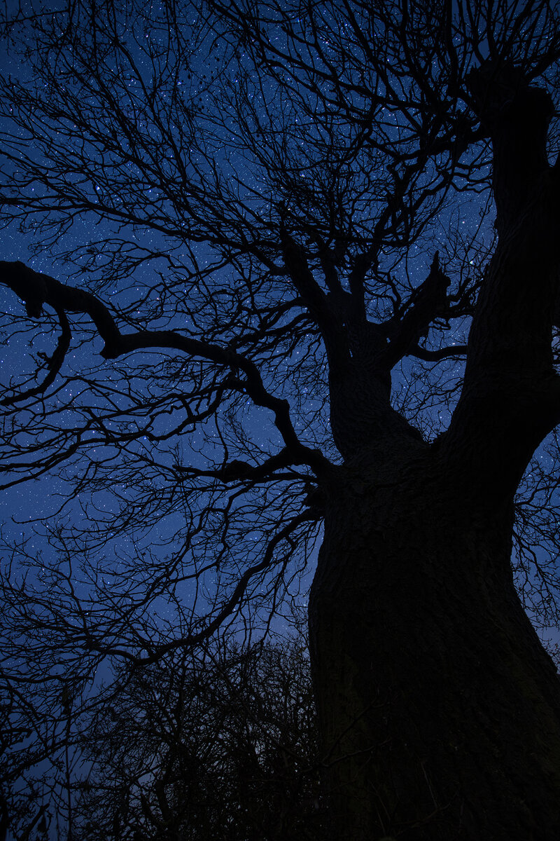 Silhouette and Stars.jpg