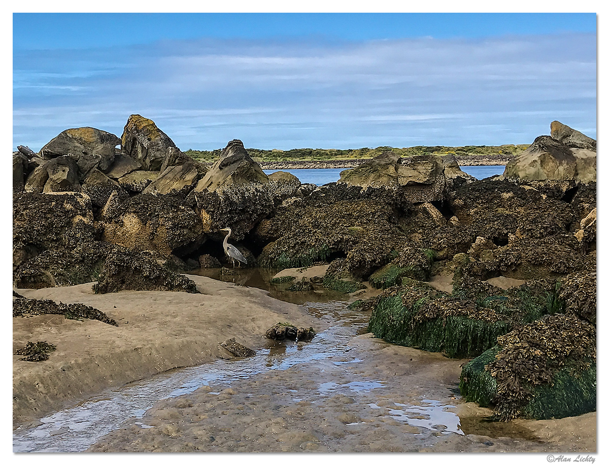 SiuslawBayLowTide.jpg