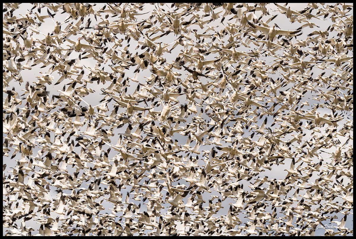 Skagit-Birds-3.18.18-(194).jpg