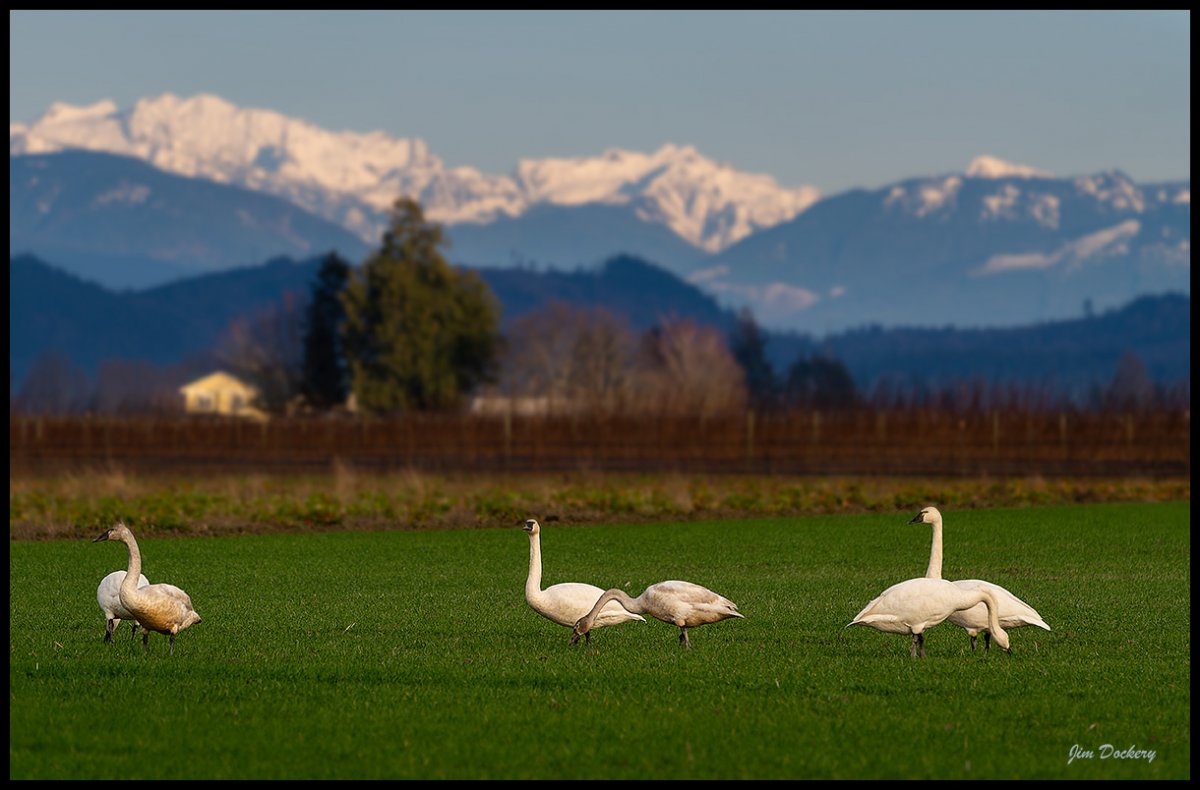 Skagit-valley-19.jpg
