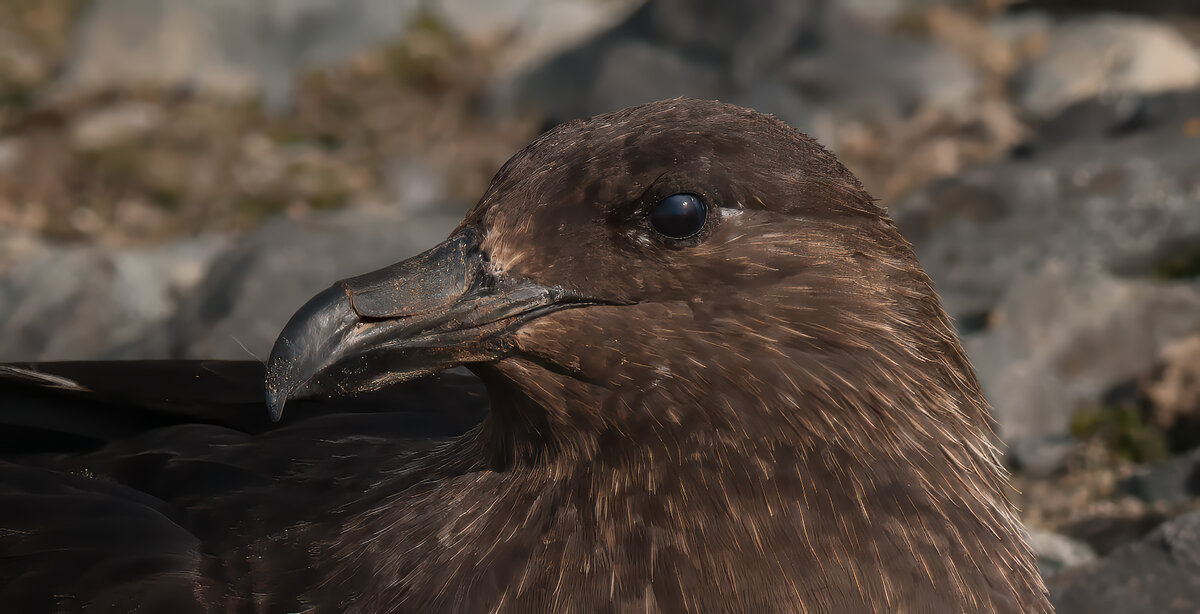 Skua portrait.jpg