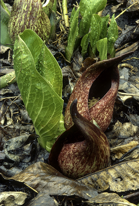 skunk cabbage original.jpg