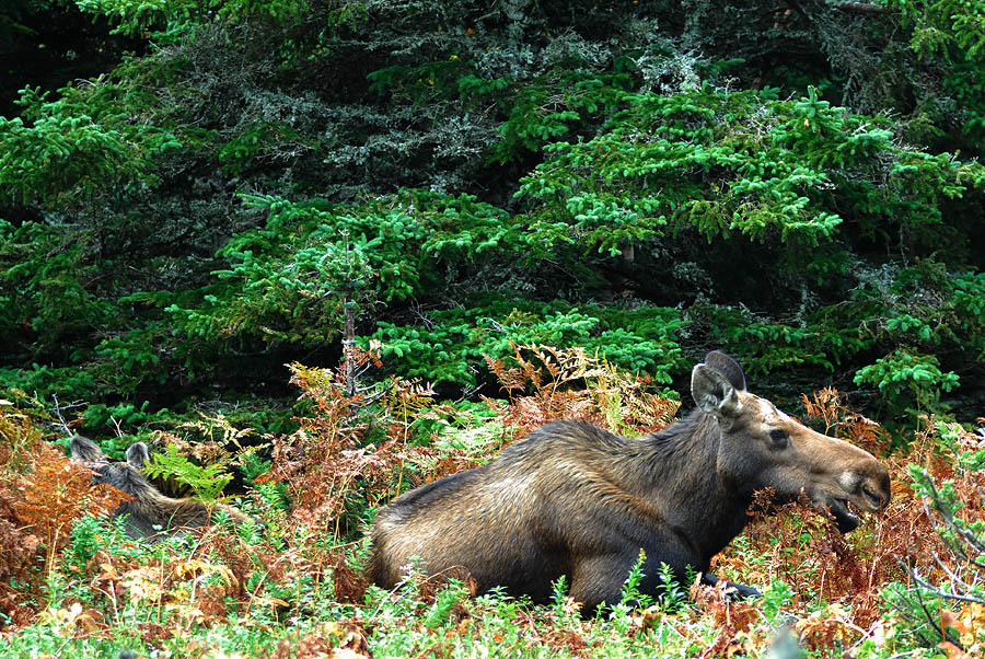 Skyline Trail Moose Mom and Calf.jpg