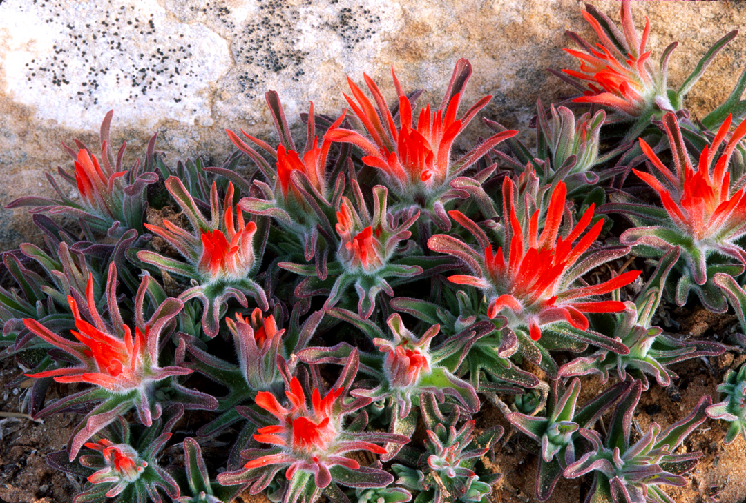 Slickrock Paintbrush Muley Point UT.jpg