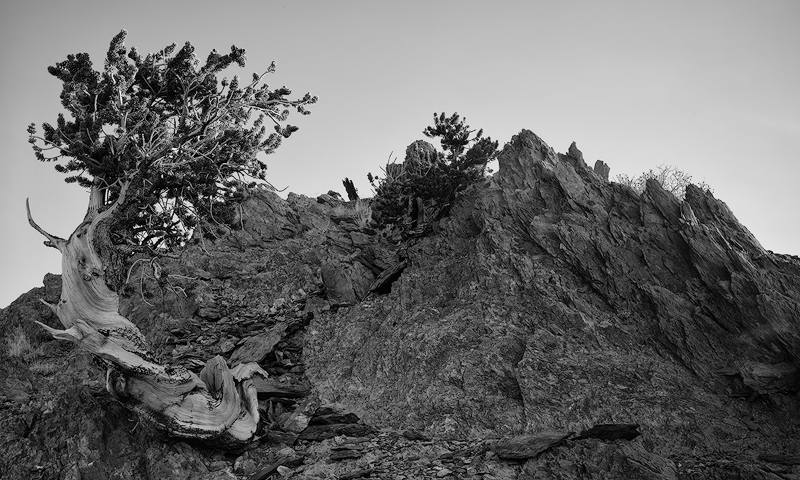 small-bristlecone-dustb&wcrop-copy.jpg