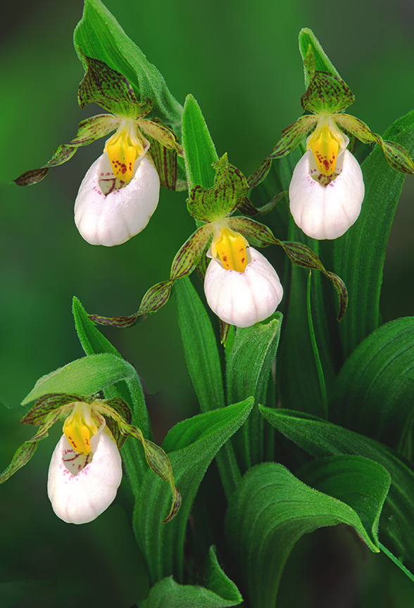 small white lady's-slipper final  II.jpg