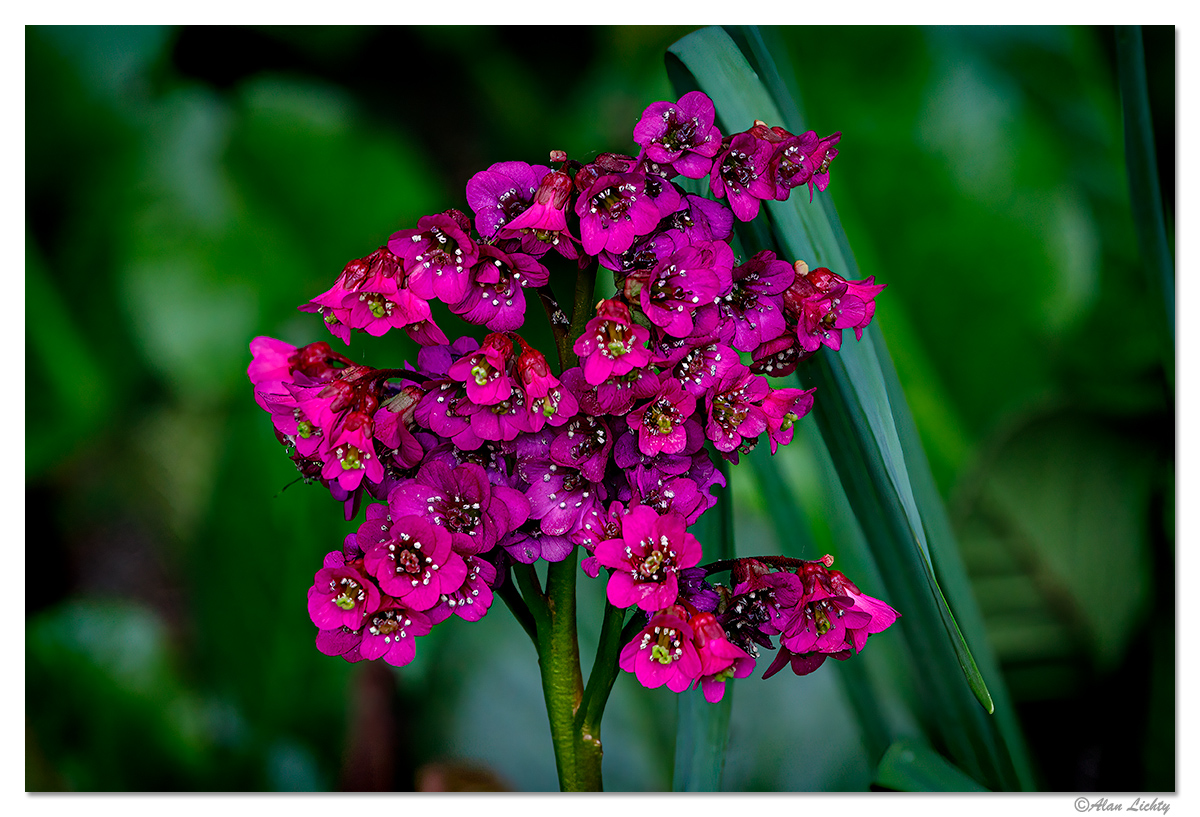 SmallPurple.jpg
