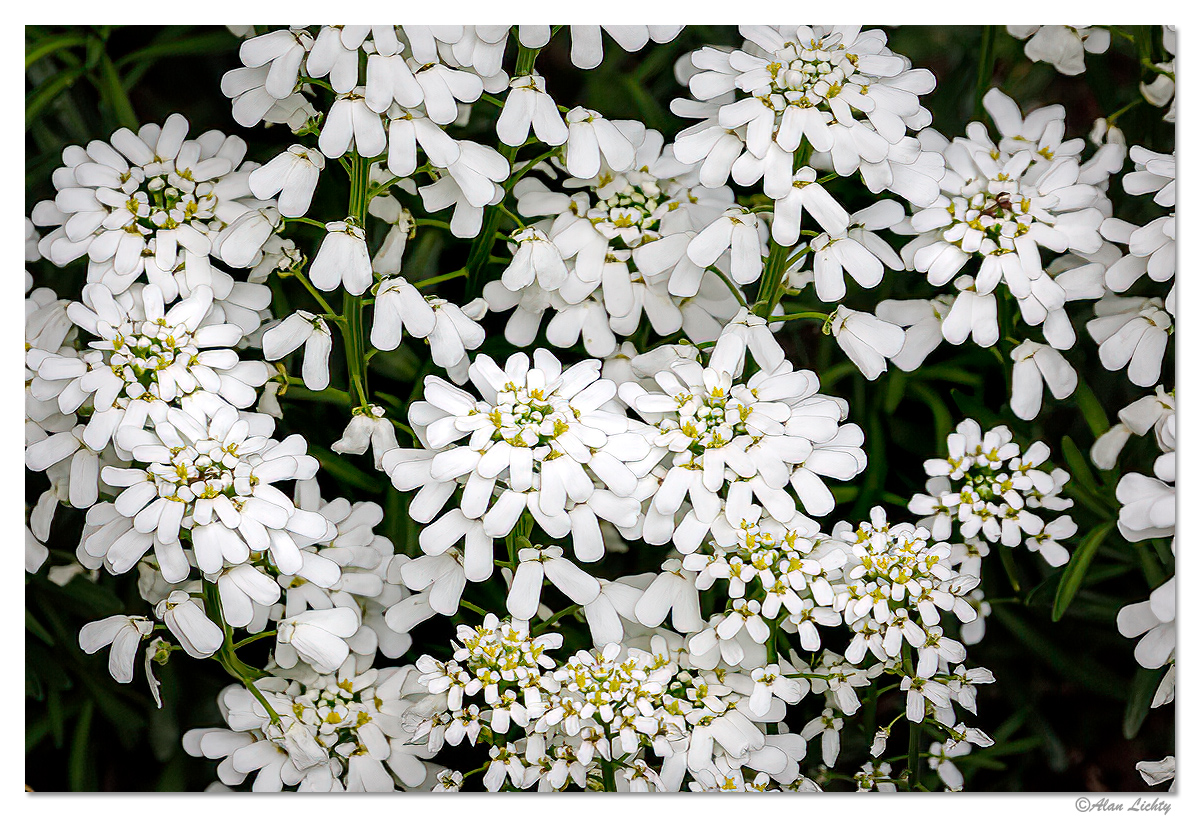 SmallWhites1.jpg