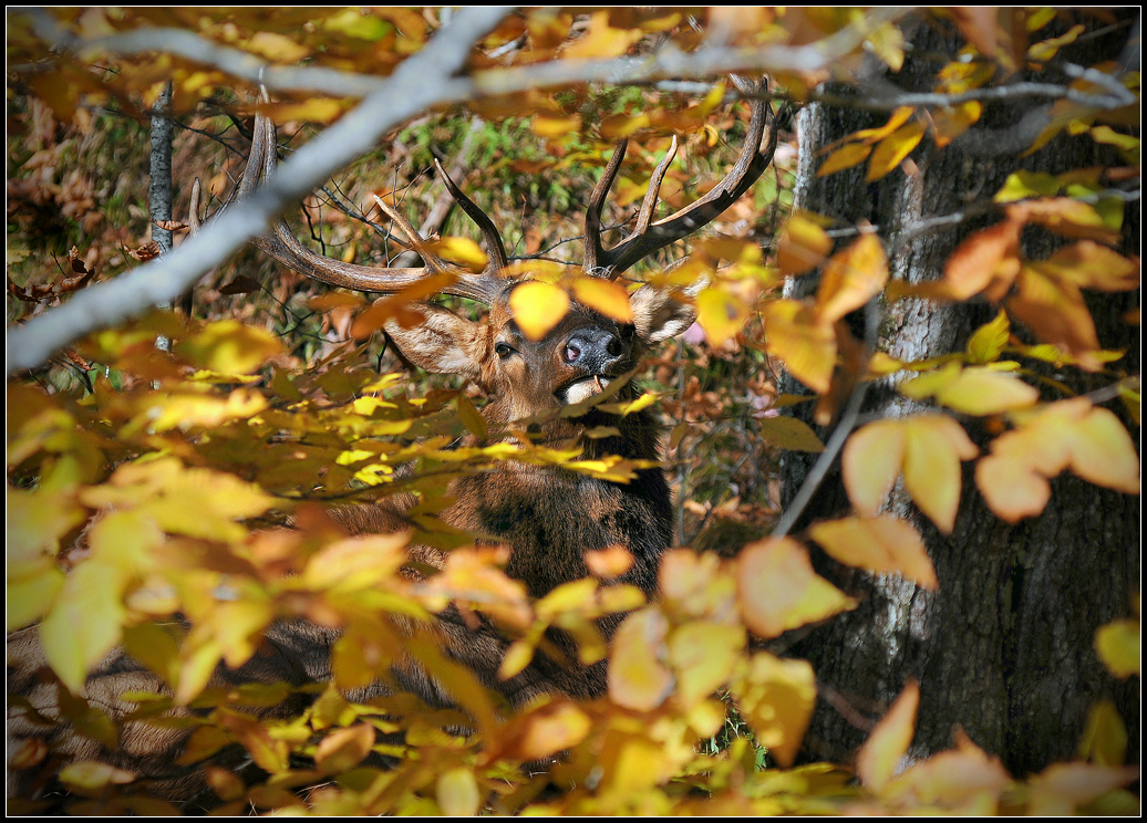 Smokies 2011-07.jpg
