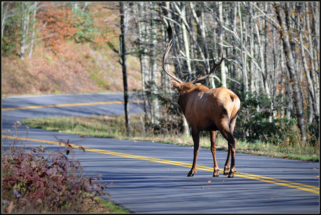 Smokies 2011-16.jpg