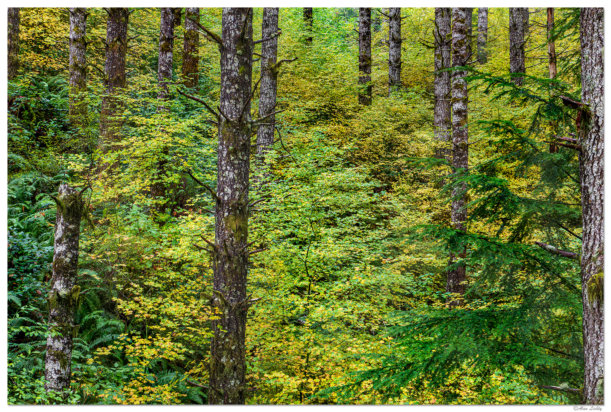 SNF-ForestFall110122.jpg