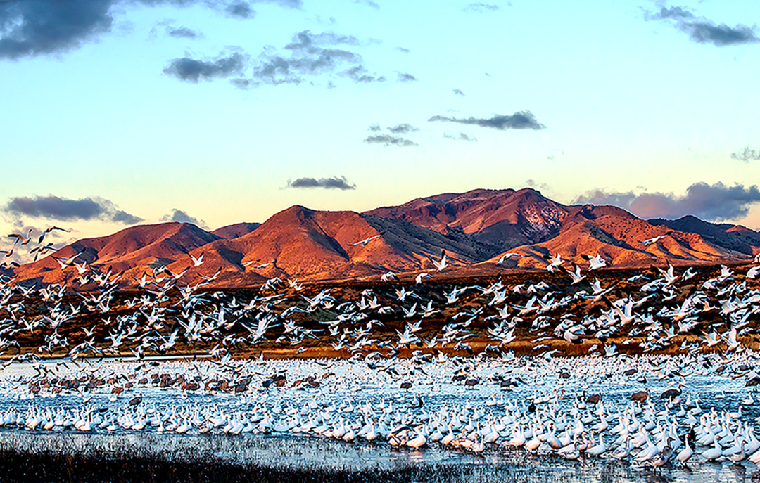 Snow geese at Pool lift-off II.jpg