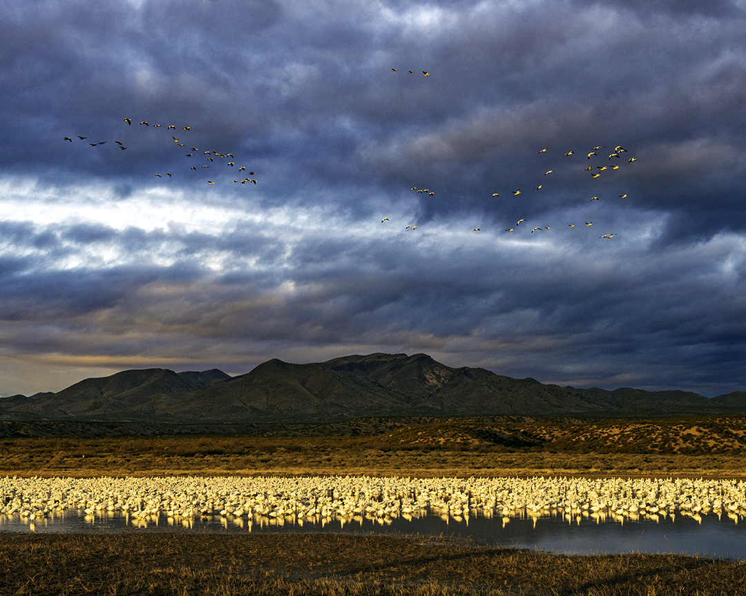 Snow Geese.jpg