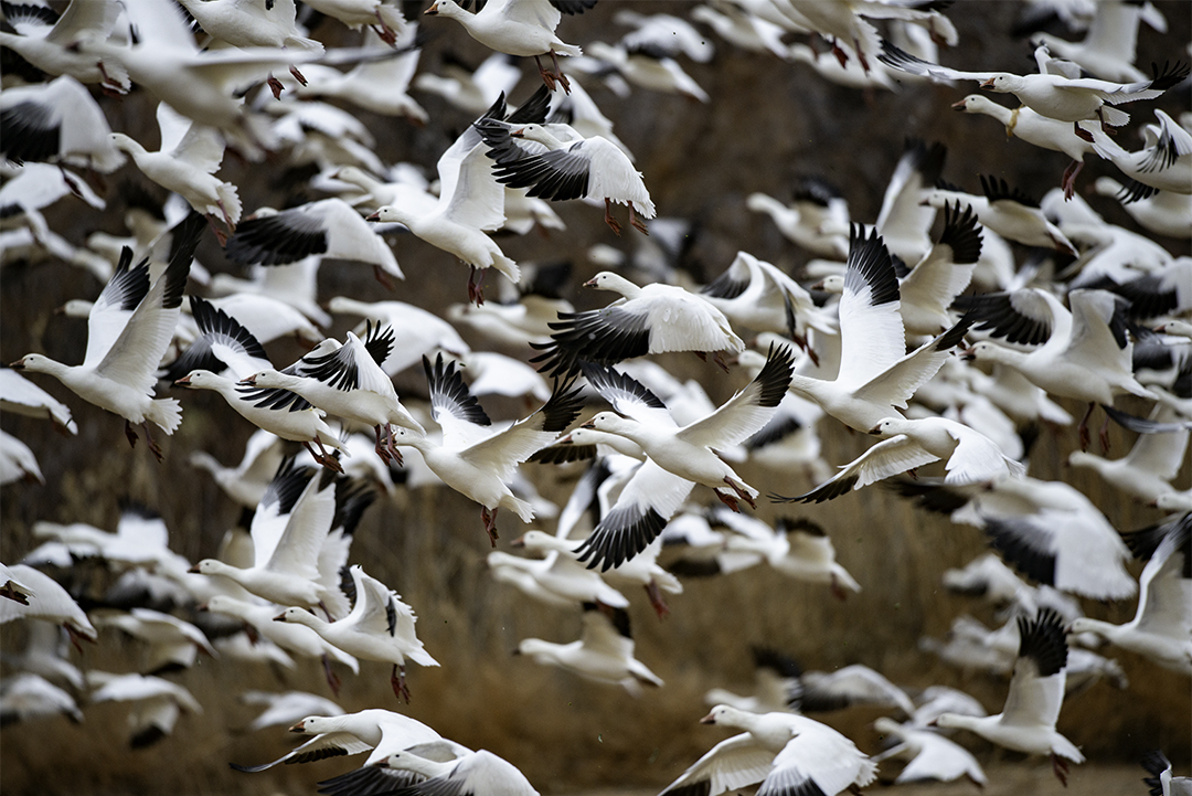 snow geese original.jpg