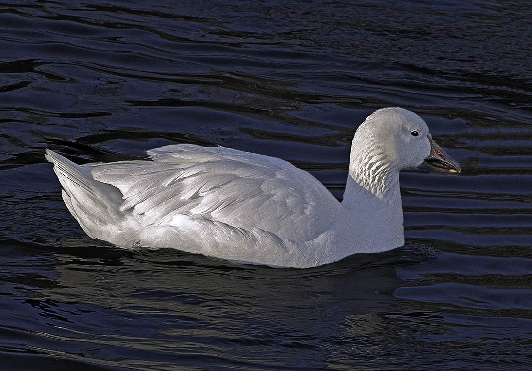 snow goose III.jpg