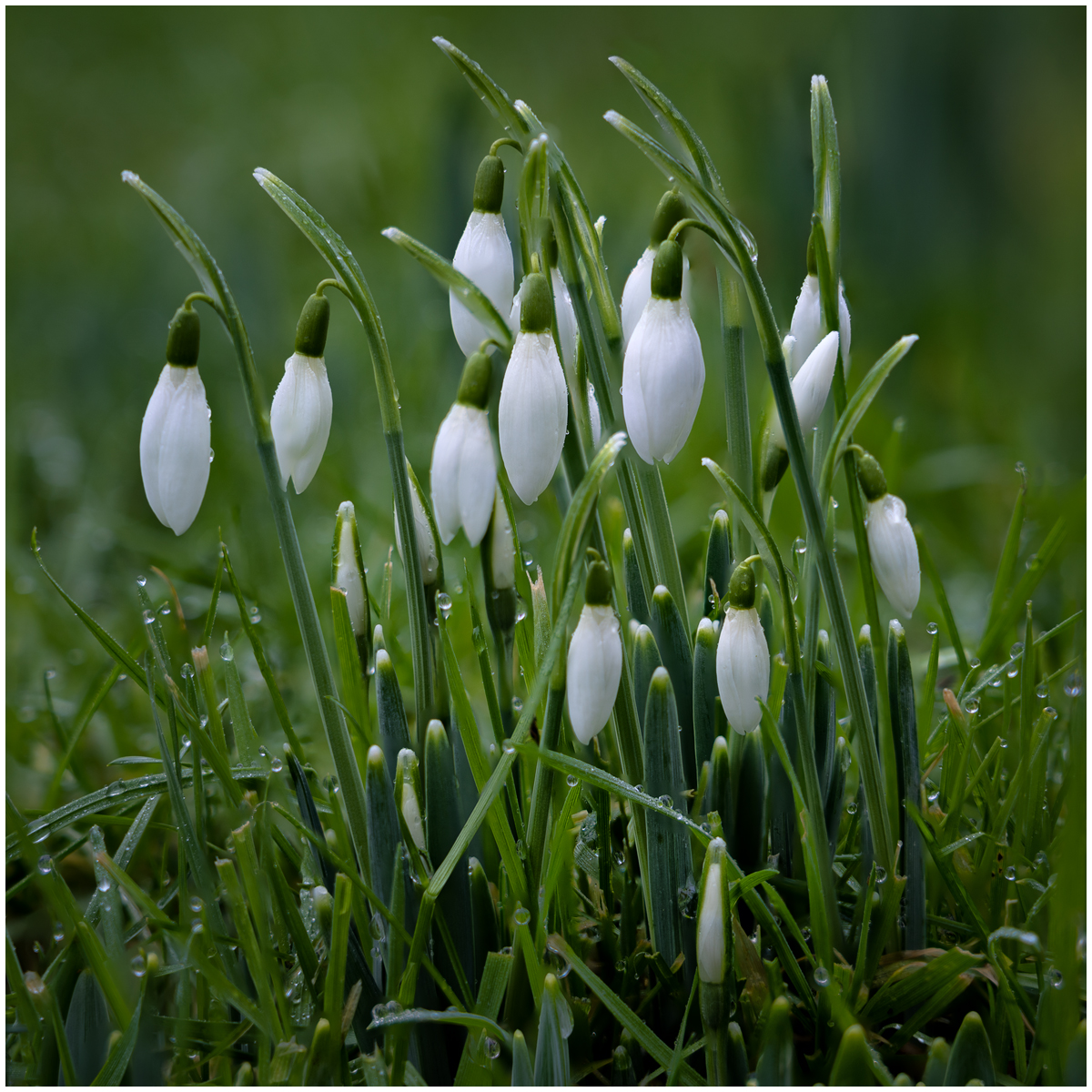 snowdrops focus stack.jpg