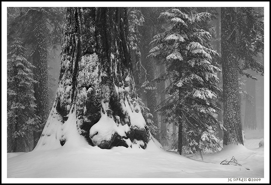 snowstormtree1.jpg