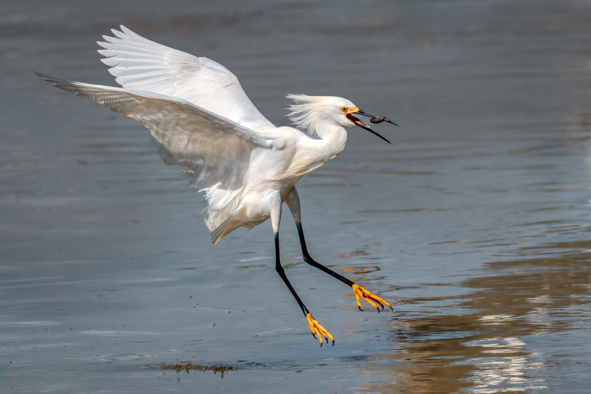 Snowy egret 00784-Edit.jpg