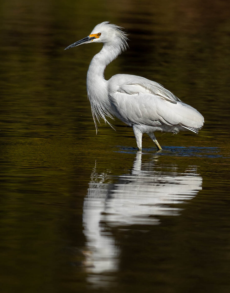 Snowy Egret-1250-Edit.JPG