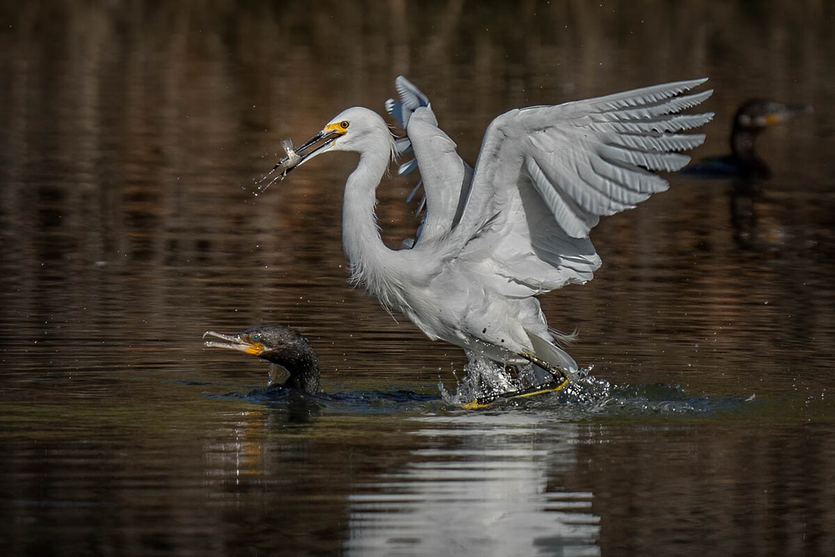 Snowy Egret-1524-Edit.JPG