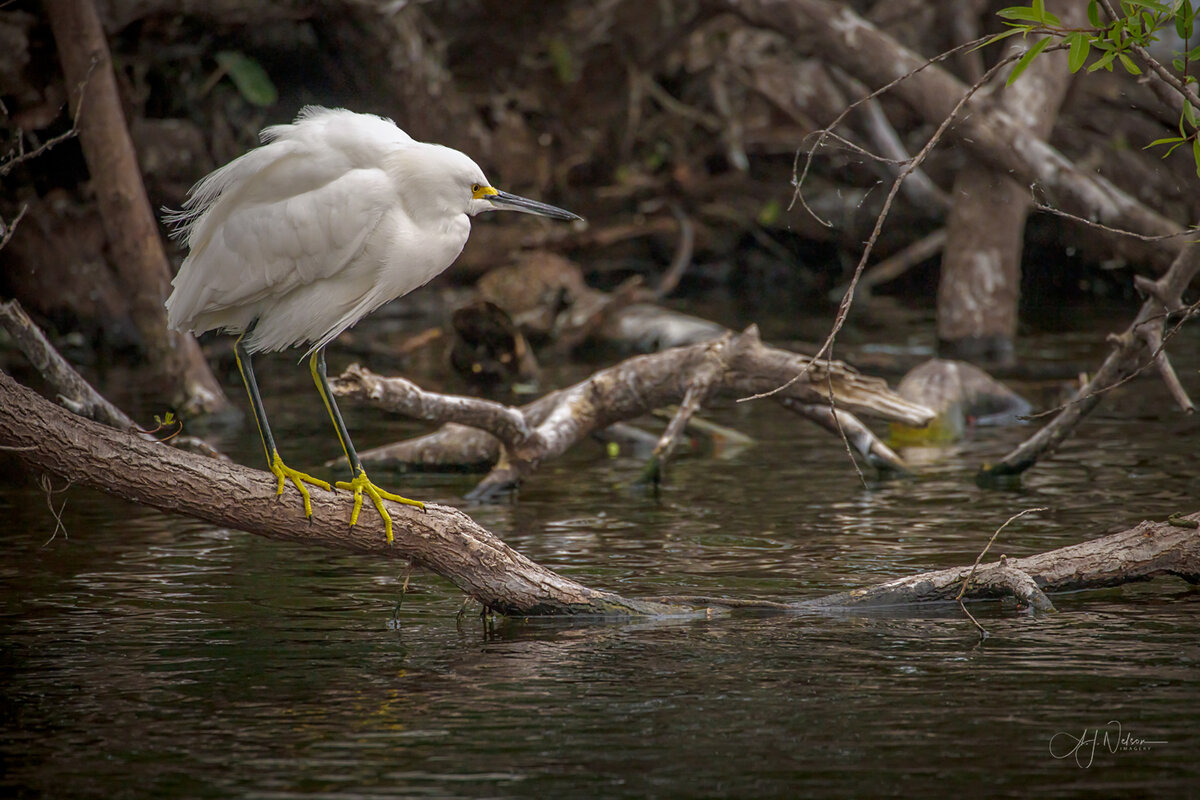 Snowy-Egret---3.jpg