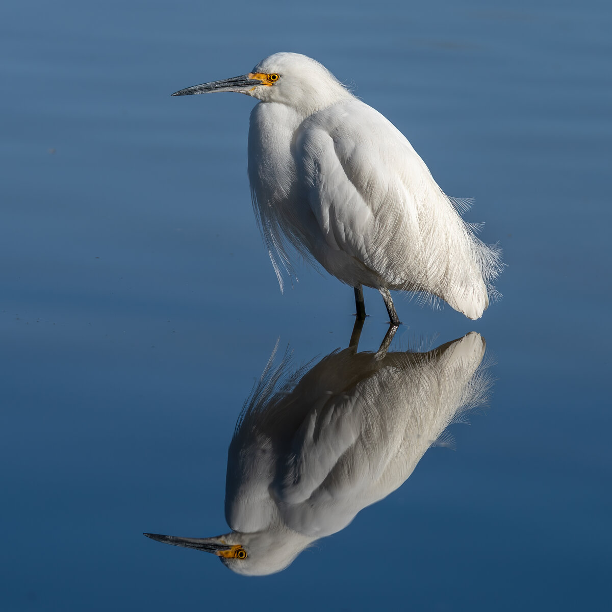 Snowy egret-.jpg