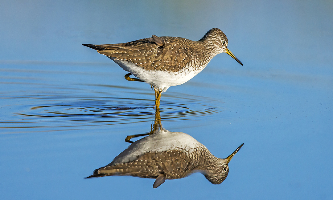 Solitary Sandpiper (1 of 1).jpg