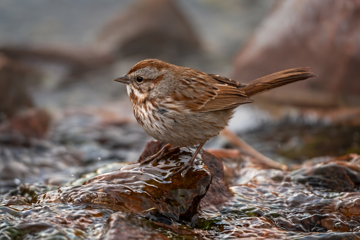 Song sparrow-3481-Edit.jpg
