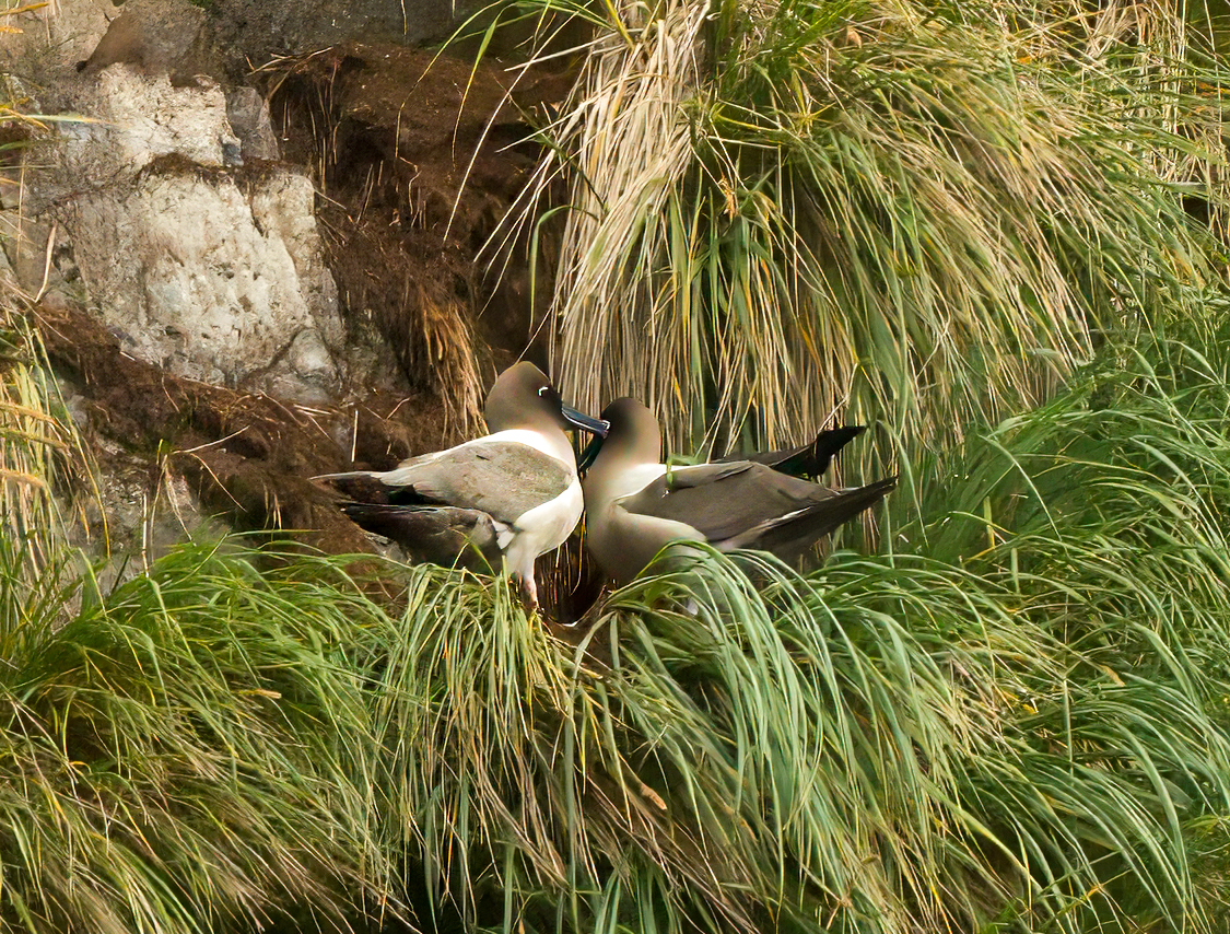 sooty albatross 6.jpg