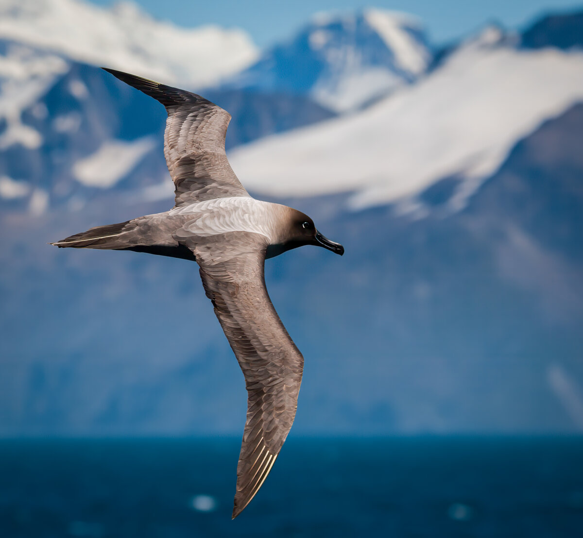 Sooty Albatross.jpg