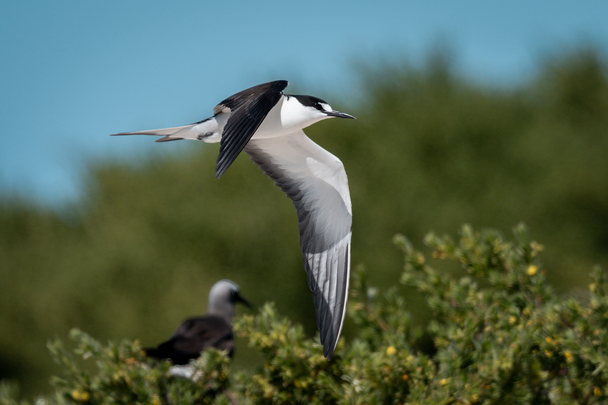 Sooty tern-01913-Edit.jpg