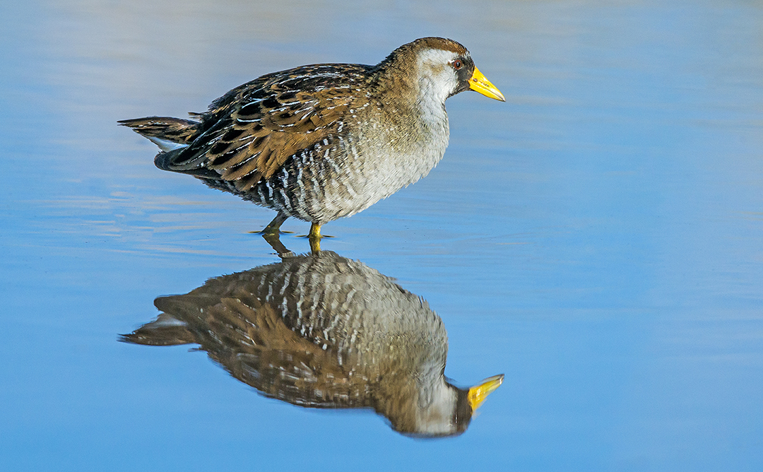 Sora Reflection (1 of 1).jpg