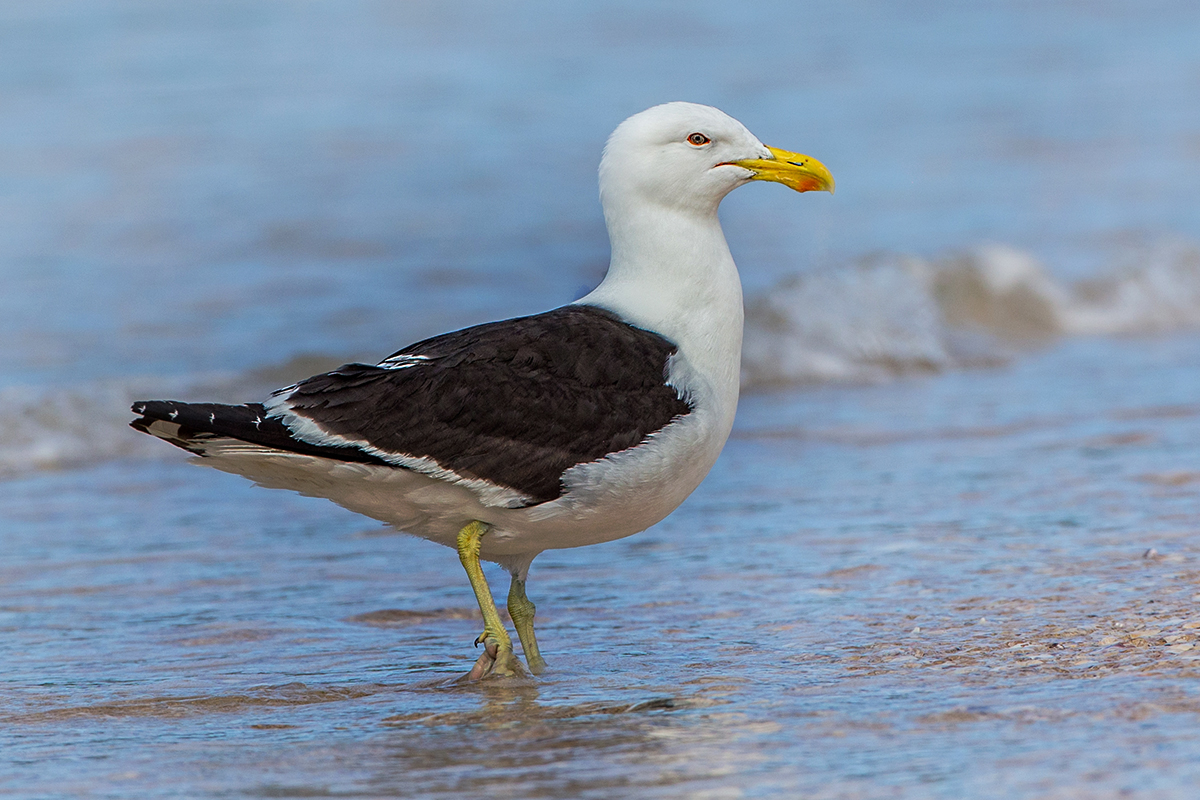 Southern black-backed gull.jpg